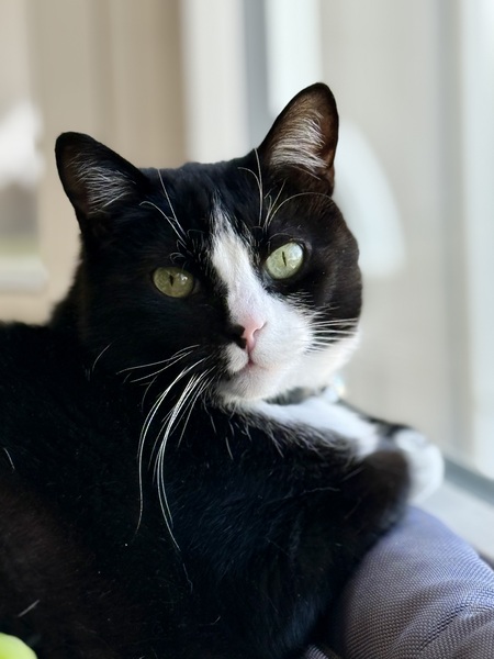 Entry image for Sox. Clicking this image will show a larger photo