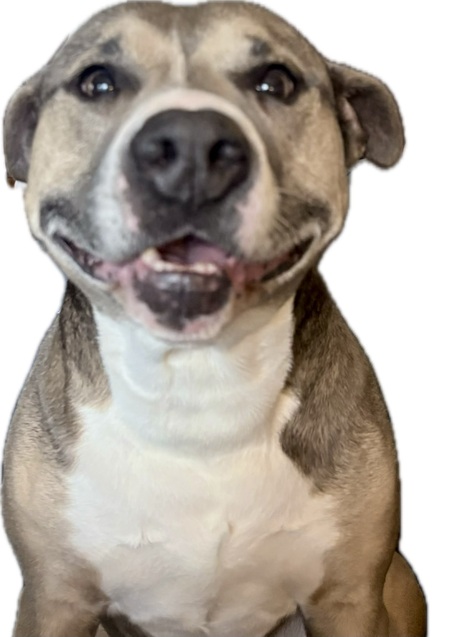 Entry image for Chevelle. Clicking this image will show a larger photo