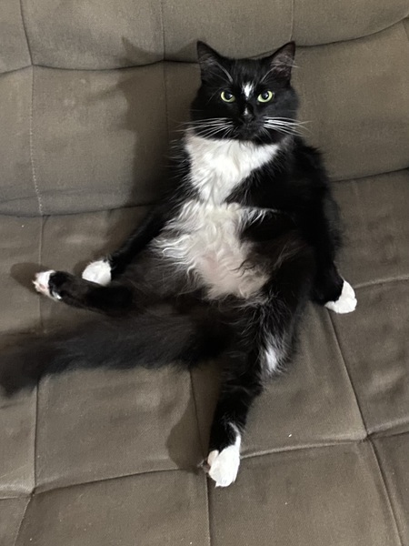 Entry image for King. Clicking this image will show a larger photo