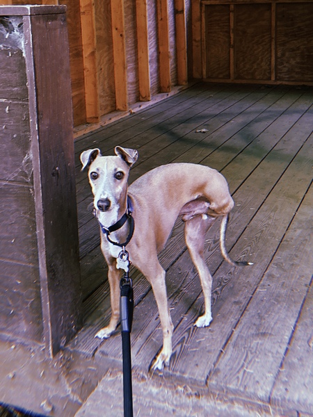 Entry image for Boogie. Clicking this image will show a larger photo