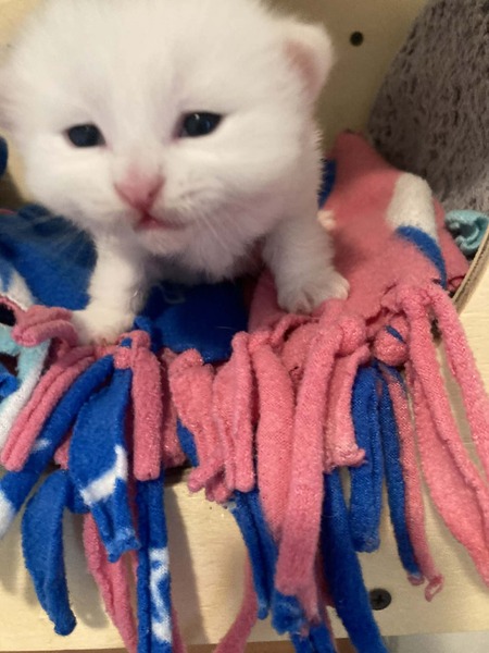 Entry image for spirit. Clicking this image will show a larger photo