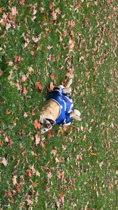 Entry image for Jade. Clicking this image will show a larger photo