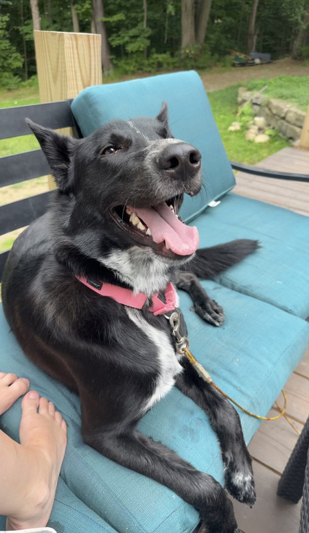 Entry image for Sonny. Clicking this image will show a larger photo