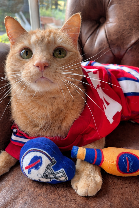 Entry image for Henry . Clicking this image will show a larger photo