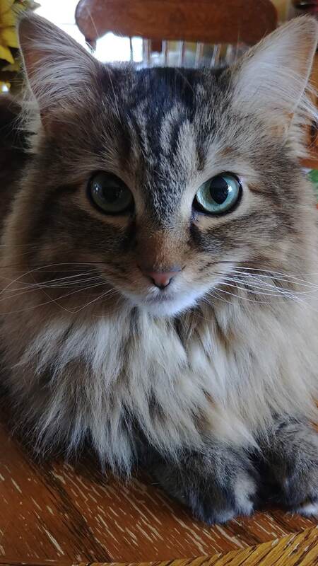 Entry image for Charmander. Clicking this image will show a larger photo