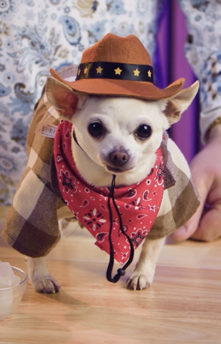 Entry image for Cheech The Sweet. Clicking this image will show a larger photo