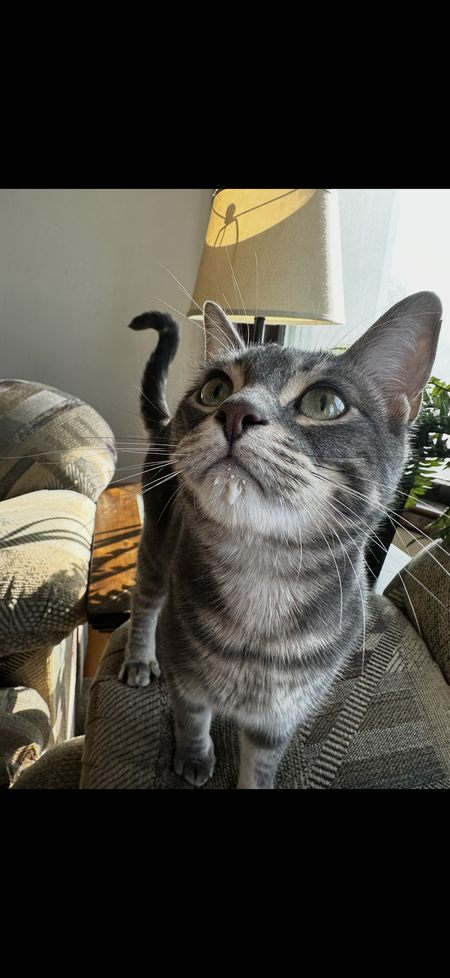 Entry image for Gus. Clicking this image will show a larger photo