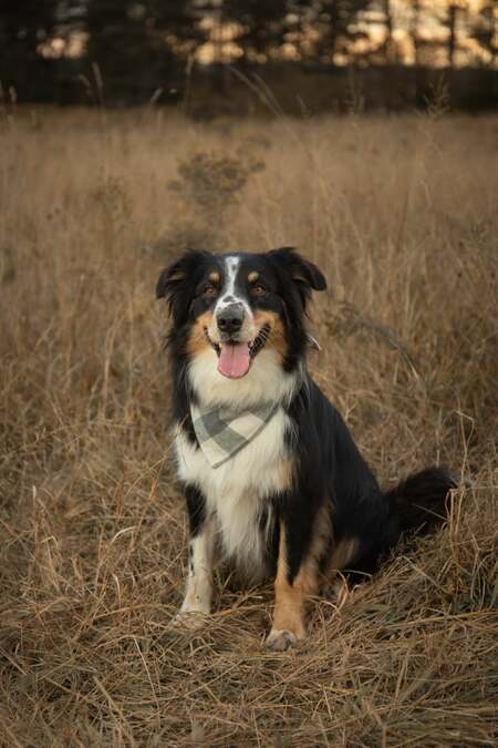 Entry image for Toby . Clicking this image will show a larger photo