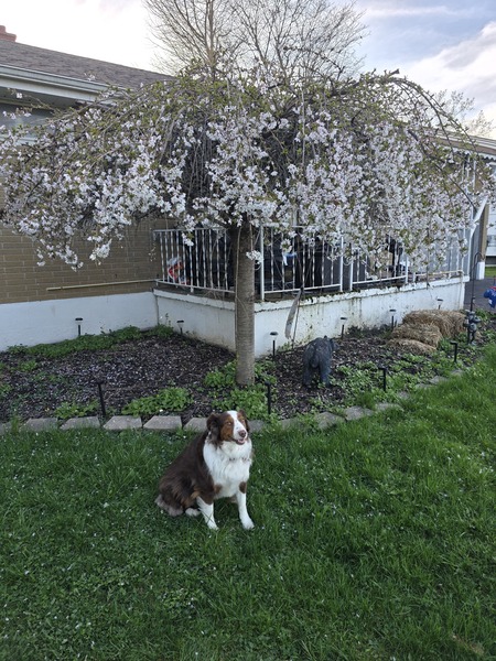 Entry image for Hazel. Clicking this image will show a larger photo