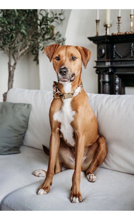 Entry image for Reggie. Clicking this image will show a larger photo