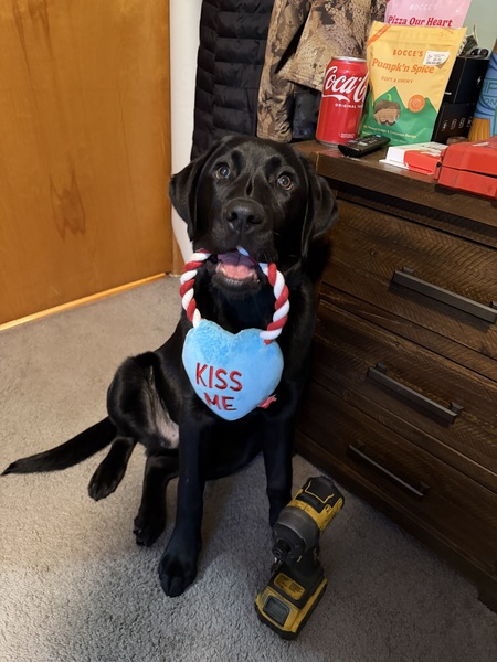 Entry image for Cooper. Clicking this image will show a larger photo