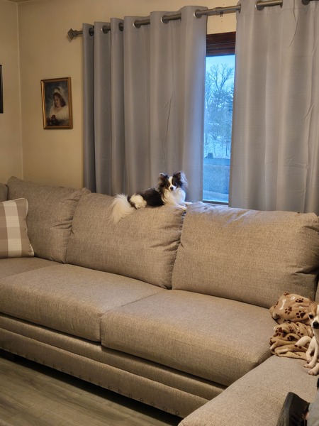 Entry image for Bandit. Clicking this image will show a larger photo
