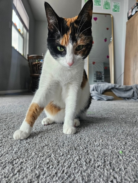 Entry image for Honk. Clicking this image will show a larger photo