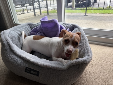 Entry image for Coco. Clicking this image will show a larger photo