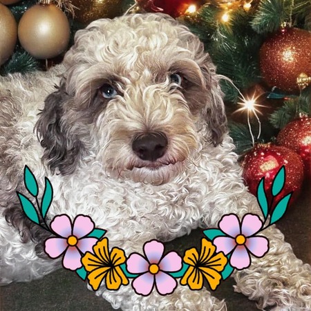 Entry image for Miley. Clicking this image will show a larger photo