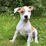Entry image for Charlie