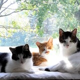 Entry image for Dexter, Hunter and Oliver