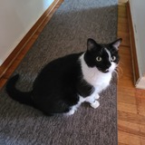 Entry image for Sylvester 