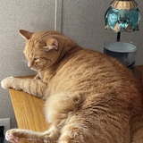 Entry image for Buddy