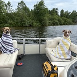 Entry image for Ranger and Maverick