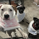 Entry image for Miley, Onyx, and Bruno