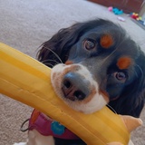 Entry image for Millie 
