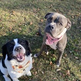 Entry image for Meeko and Molly
