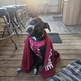 Entry image for Frankie 