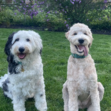 Entry image for Charlee Lou and Winston
