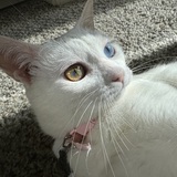 Entry image for Mizuki