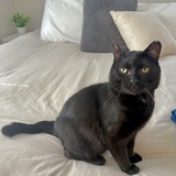 Entry image for Kylo