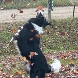 Entry image for Kallen