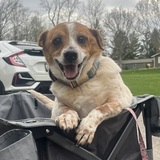 Entry image for Bentley