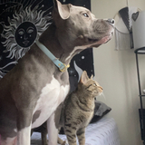 Entry image for Blu and Richard