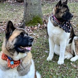 Entry image for Bailey and Coco