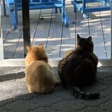 Entry image for Zoe and Simon