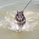 Entry image for Jackson