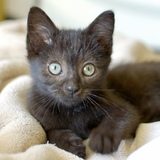 Entry image for Lenore