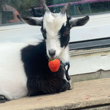 Entry image for Odin 