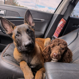 Entry image for Meeka & Harper