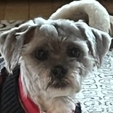 Entry image for Geno