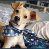 Entry image for Bernard