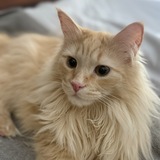 Entry image for Judah 