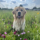 Entry image for Kenobi