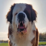 Entry image for Chewie