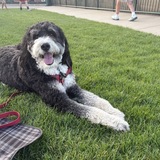 Entry image for Maverick