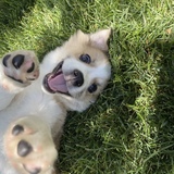 Entry image for Koda