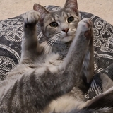 Entry image for Thelma