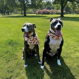 Entry image for Bruce and Luna