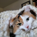 Entry image for Gemini Houdini